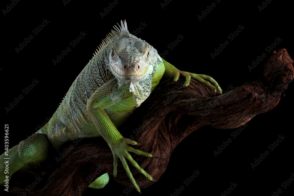 green iguana isolated on black background