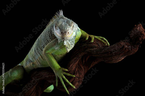 Obraz na płótnie green iguana isolated on black background w salonie