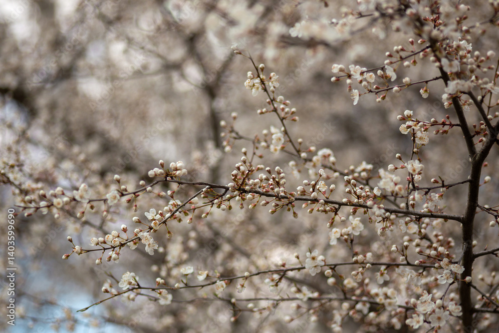 blooming cherry tree blooming cherry tree