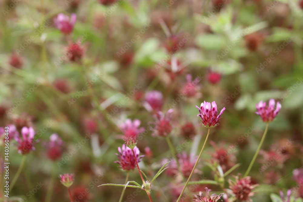 Tomcat Clover, Trifolium Willdenovii, an appealing native synoecious annual herb displaying axillaterminal subcapitate raceme inflorescences during Spring in the Santa Monica Mountains.
