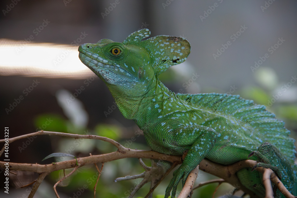 A plumed basilisk (Basiliscus plumifrons) at a local zoo A plumed basilisk (Basiliscus plumifrons) at a local zoo