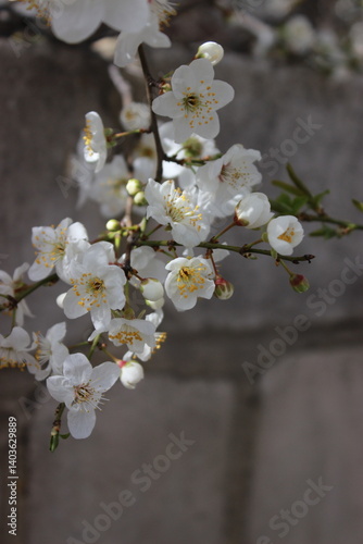 apricot