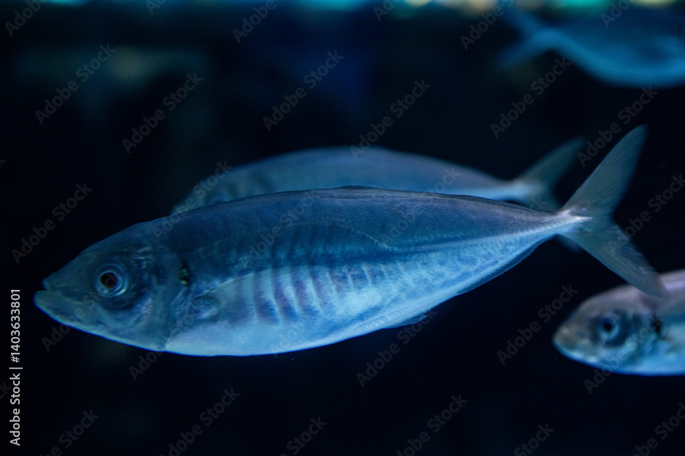 Fototapeta premium Sea background. Fish on a black background