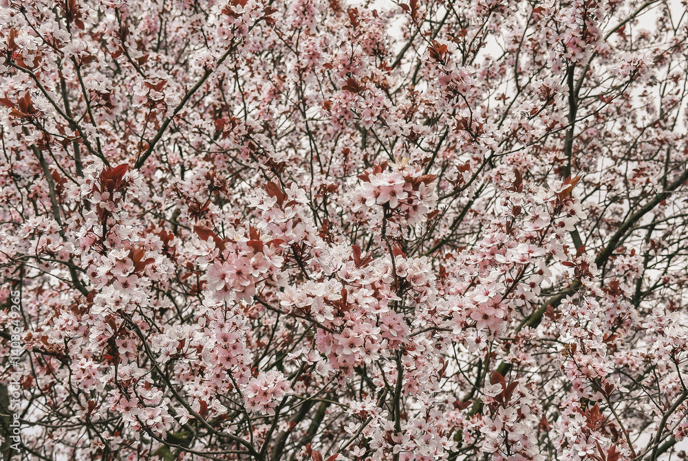 Cherry blossom tree in full bloom – springtime beauty, Japanese tradition, and nature's renewal Cherry blossom tree in full bloom – springtime beauty, Japanese tradition, and nature's renewal
