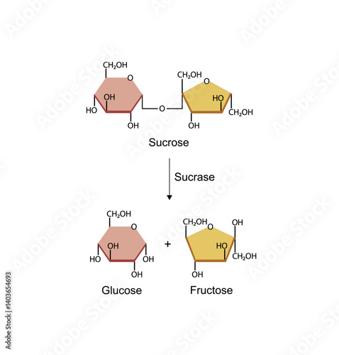 Sucrose digestion. Carbohydrates Digestion. Sucrase Enzymes catalyze disaccharide sucrose molecule to glucose and fructose. Glucose Sugar Formation. Scientific Diagram. Vector Illustration.