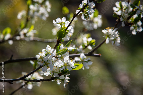 Obraz na płótnie Weiße Kirschblühte im Frühling mit Sonnenlicht w salonie