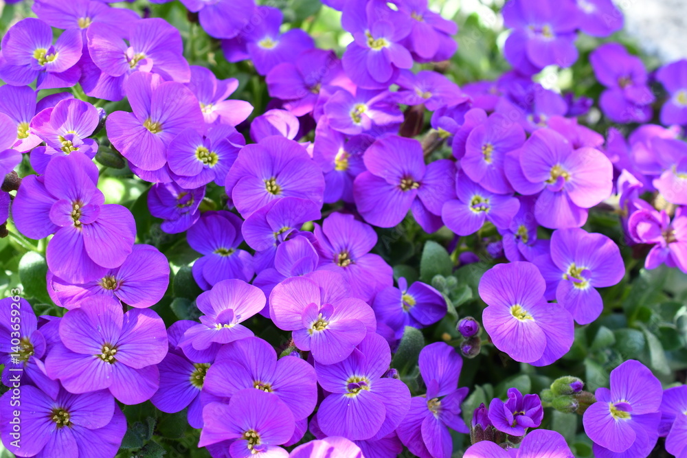 Makro von Blaukissen