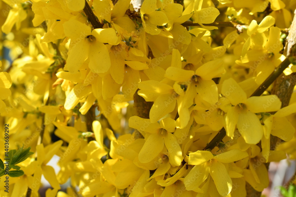 Makro von Forsythien