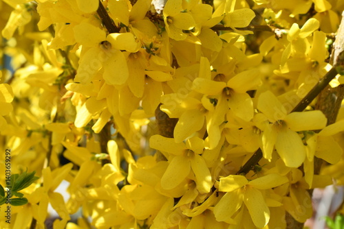 Obraz na płótnie Makro von Forsythien w salonie