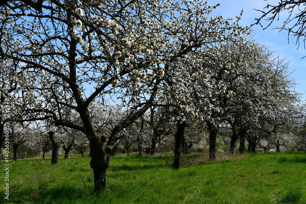 Kirschblüte bei Kalchreuth in Franken