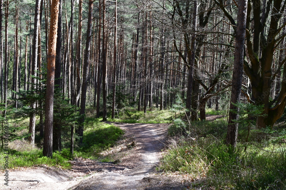 Ein Wald im Sonnenschein bei Kalchreuth in Franken