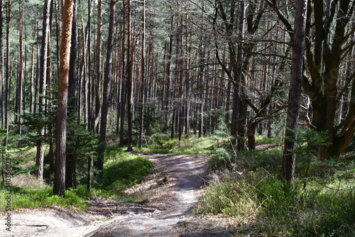 Obraz na płótnie Ein Wald im Sonnenschein bei Kalchreuth in Franken w salonie