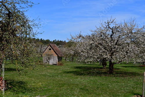 Obraz na płótnie Schöne Landschaft zur Kirschblüte bei Kalchreuth in Franken w salonie