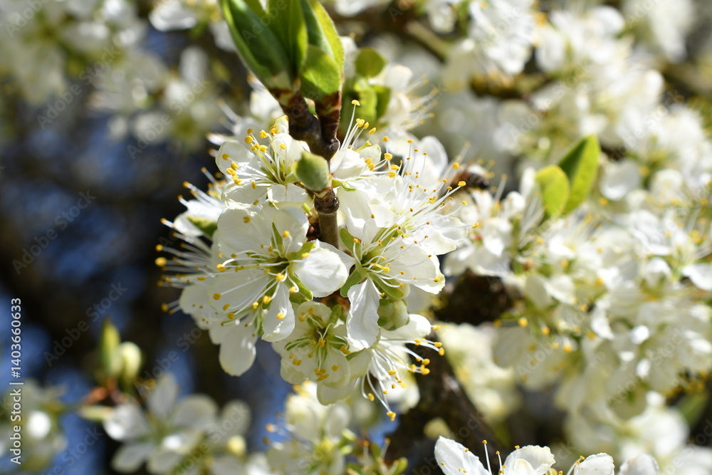 Makro von Kirschblüten