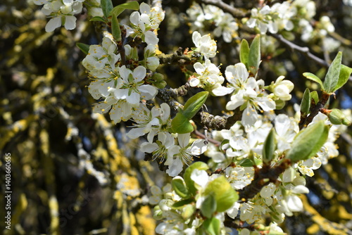 Schöne Kirschblüten im Sonnenschein 