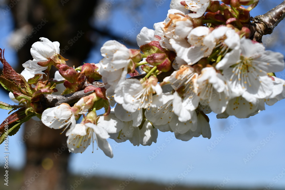 Makro von Kirschblüten