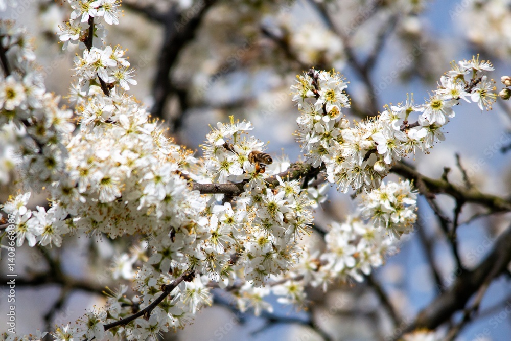 a bee pollinates white cherry flowers in a small park in the city of Munich in spring a bee pollinates white cherry flowers in a small park in the city of Munich in spring