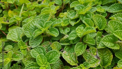 A detailed macro shot of the Moon Valley Plant's leaves, highlighting the intricate texture and the subtle color variations within the green foliage. The veins create a distinct pattern on each leaf