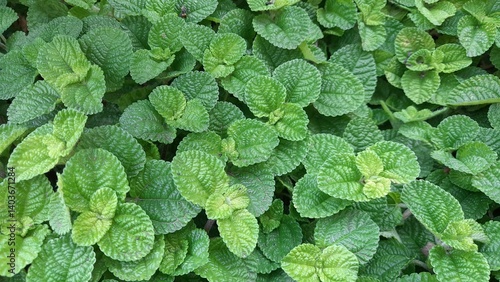 A detailed macro shot of the Moon Valley Plant's leaves, highlighting the intricate texture and the subtle color variations within the green foliage. The veins create a distinct pattern on each leaf