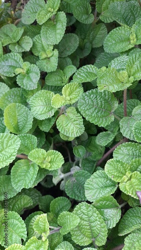 A detailed macro shot of the Moon Valley Plant's leaves, highlighting the intricate texture and the subtle color variations within the green foliage. The veins create a distinct pattern on each leaf