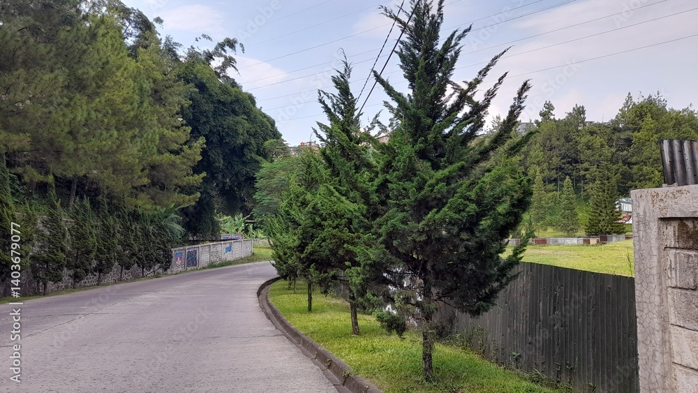 A paved road lined with evergreen trees in Lembang, West Java, Indonesia A paved road lined with evergreen trees in Lembang, West Java, Indonesia