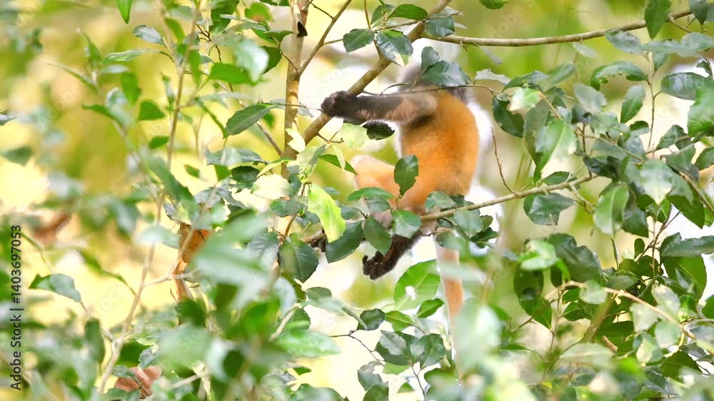 Cute baby monkey eating green leaves in tropical forest environment. Dusky leaf monkey or spectacled langur or Trachypithecus obscurus Cute baby monkey eating green leaves in tropical forest environment. Dusky leaf monkey or spectacled langur or Trachypithecus obscurus