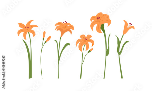 Set of various daylilies floral branches and leaves on isolated background. Botanical blossom vector flat illustration. Beautiful garden lily flowers
