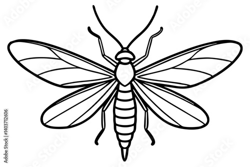 Mayfly Silhouette Sketch