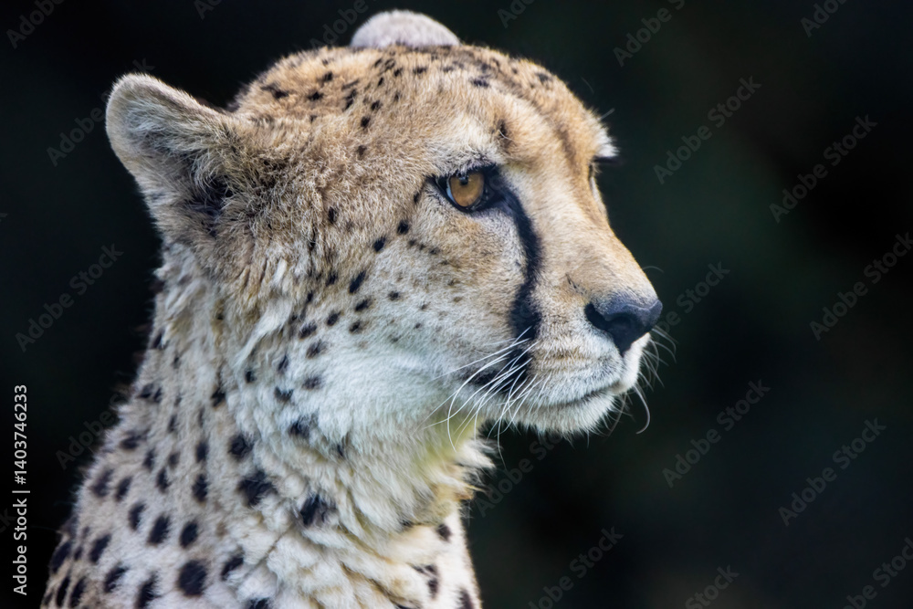 Obraz premium Cheetah portrait