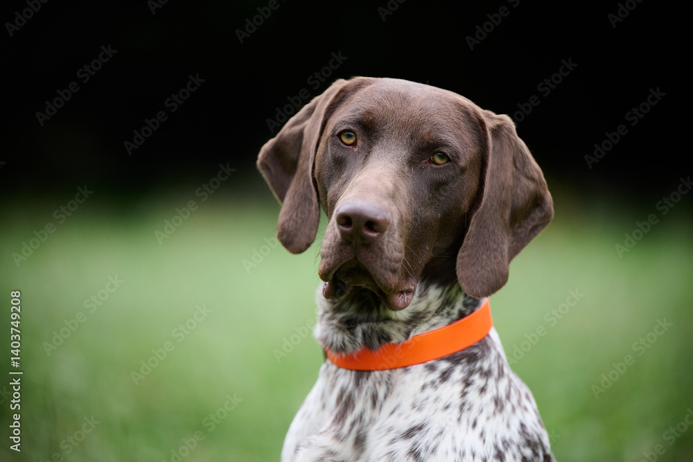 german short haired pointer in the grass german short haired pointer in the grass