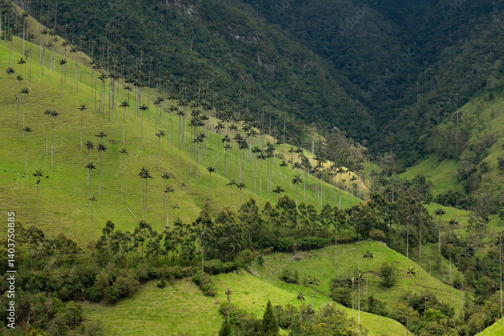 Fototapeta premium Valle de Cocora or Cocora Valley with tall wax palm trees and green mountains