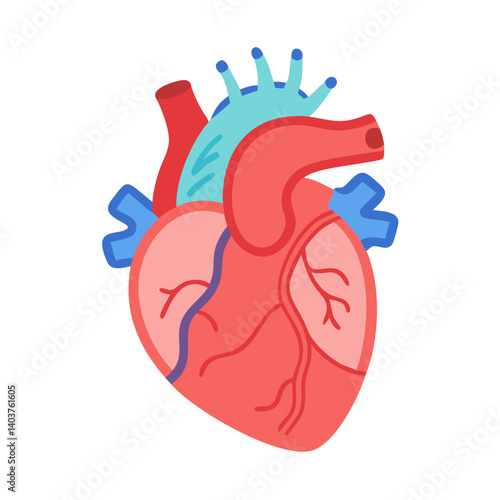 Detailed Heart Anatomy Icon Representing Cardiovascular System