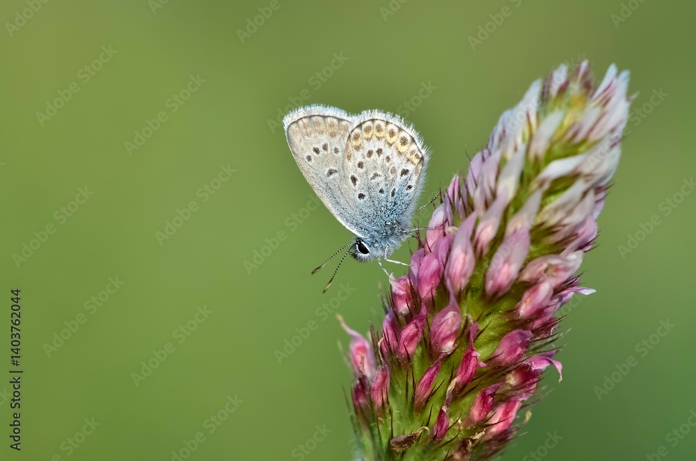 wildlife photos. photos of butterflies in natural areas.