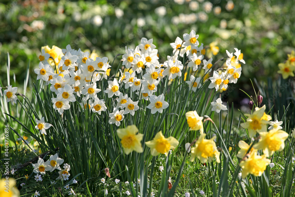 White and orange Narcissus ‘Flower Record’ large cupped daffodil in bloom. White and orange Narcissus ‘Flower Record’ large cupped daffodil in bloom.
