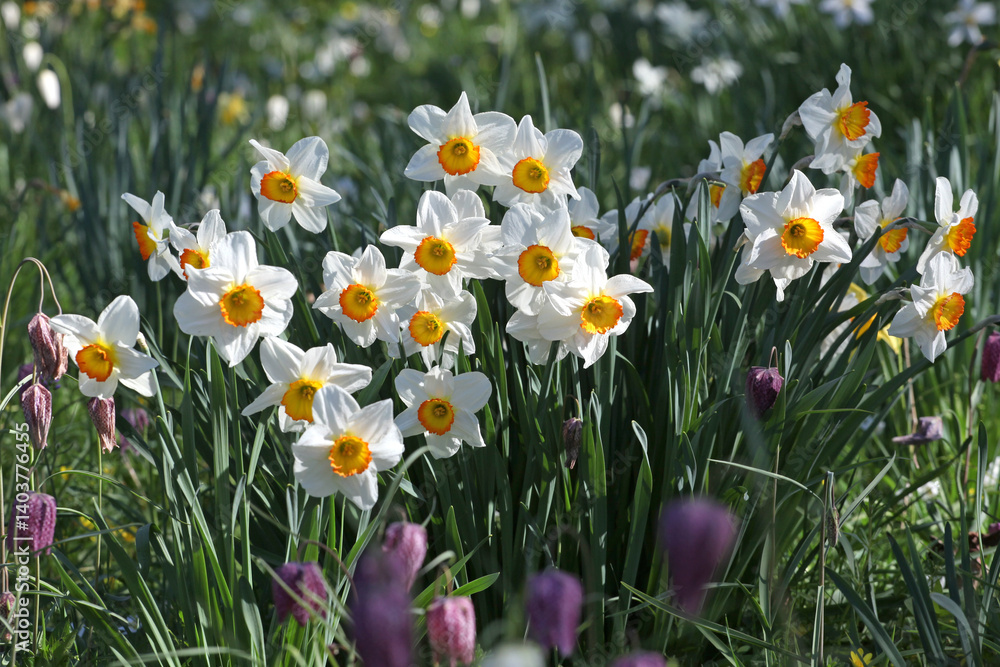 White and orange Narcissus ‘Flower Record’ large cupped daffodil in bloom. White and orange Narcissus ‘Flower Record’ large cupped daffodil in bloom.