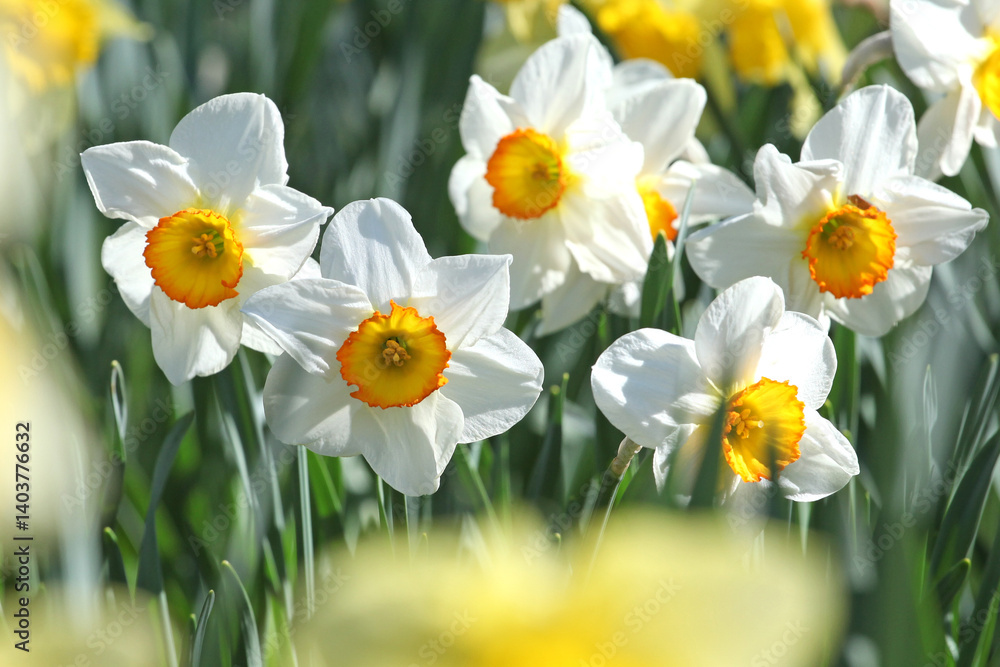 White and orange Narcissus ‘Flower Record’ large cupped daffodil in bloom. White and orange Narcissus ‘Flower Record’ large cupped daffodil in bloom.
