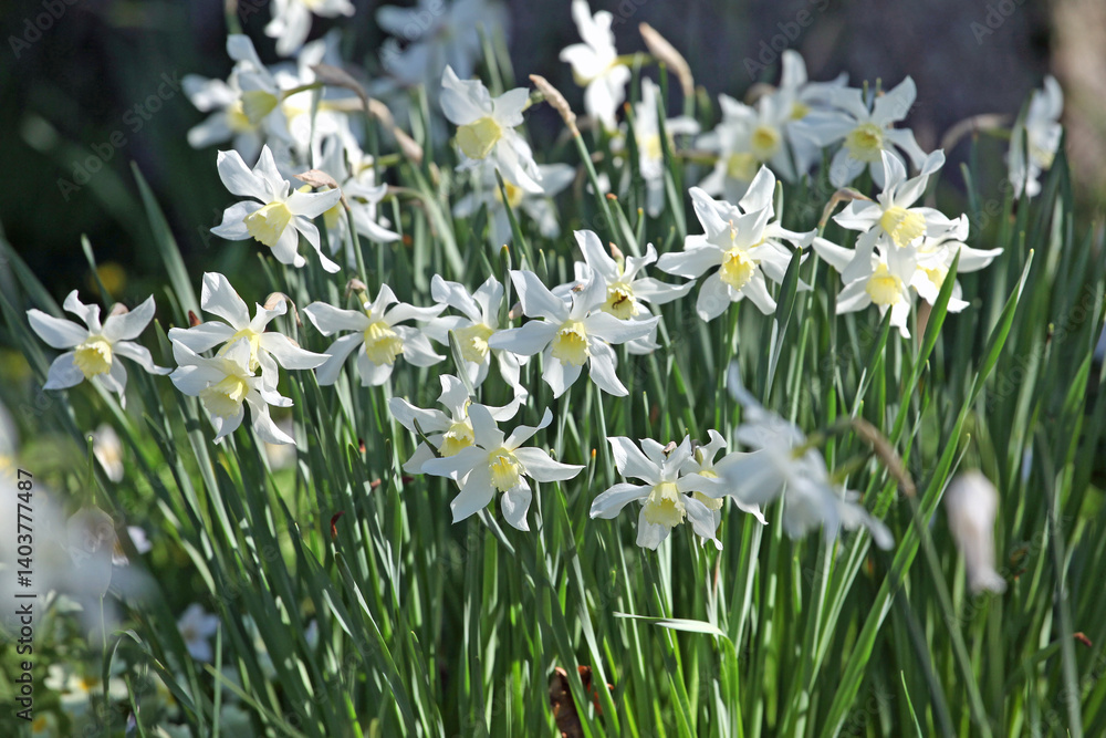 White and cream Narcissus ‘Toto’ daffodils in flower.