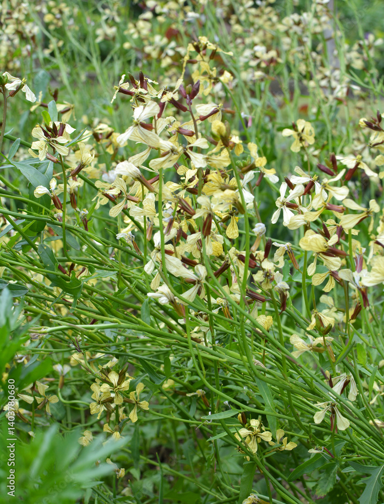 Arugula (Eruca sativa) blooms in the garden Arugula (Eruca sativa) blooms in the garden