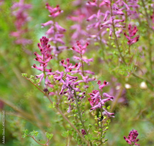 Wallpaper Mural Fumaria officinalis blooms in nature Torontodigital.ca