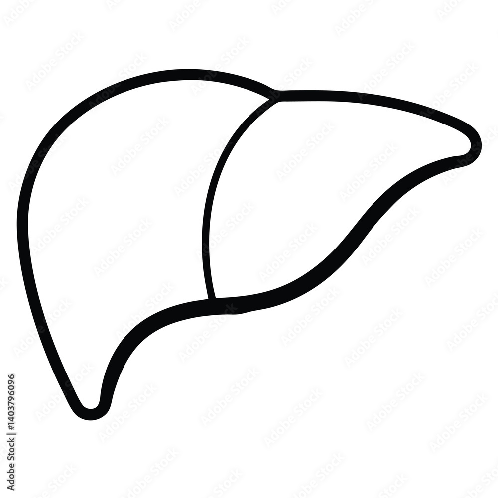 vector illustration of a liver on white background
