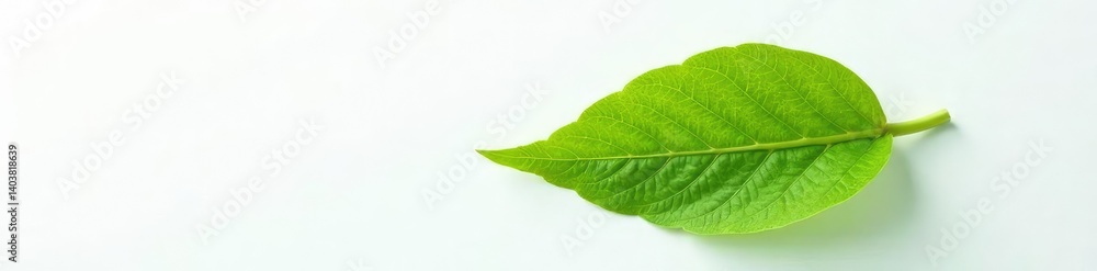 Single leaf of a fern plant resting against a plain white surface, leaf, organic Single leaf of a fern plant resting against a plain white surface, leaf, organic