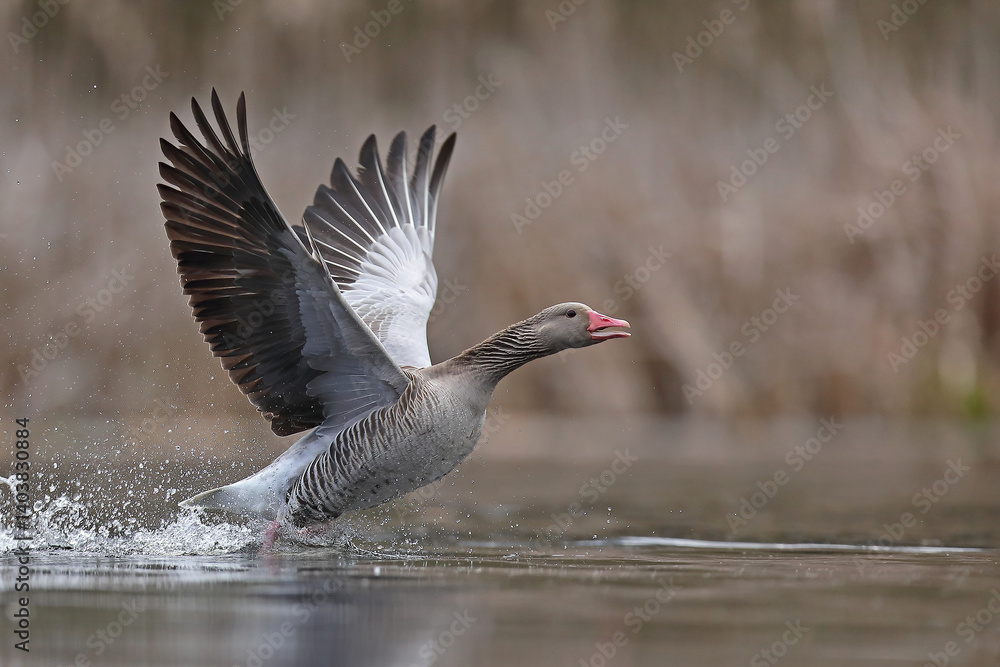 Gęgawa, gęś gęgawa, (Anser anser) greylag goose