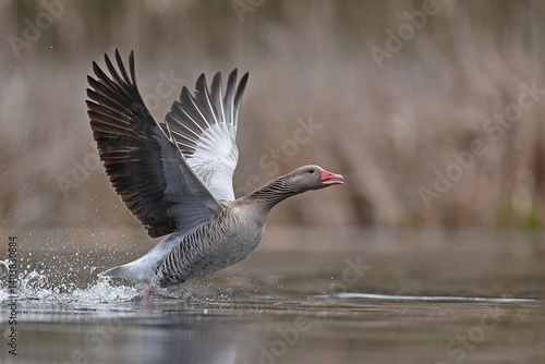 Obraz na płótnie Gęgawa, gęś gęgawa, (Anser anser) greylag goose w salonie