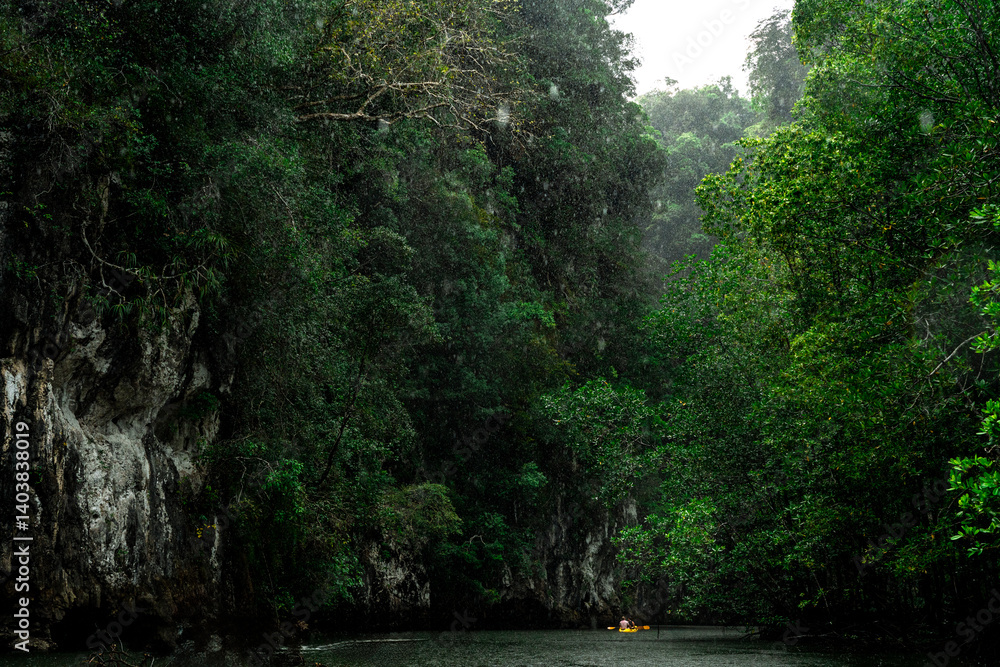 Fototapeta premium dense mangrove forest in asia with winding river and kayaking through the river