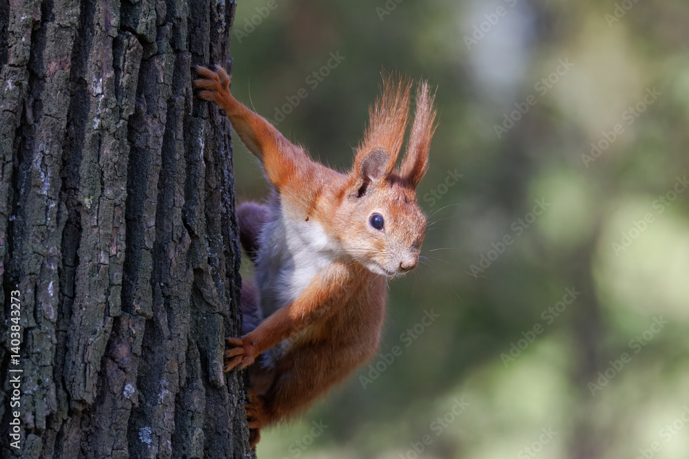A red squirrel holds on a tree trunk, looking right towards the camera lens on a sunny spring day. Close-up portrait of a red squirrel with green background with copyspace. A red squirrel holds on a tree trunk, looking right towards the camera lens on a sunny spring day. Close-up portrait of a red squirrel with green background with copyspace.