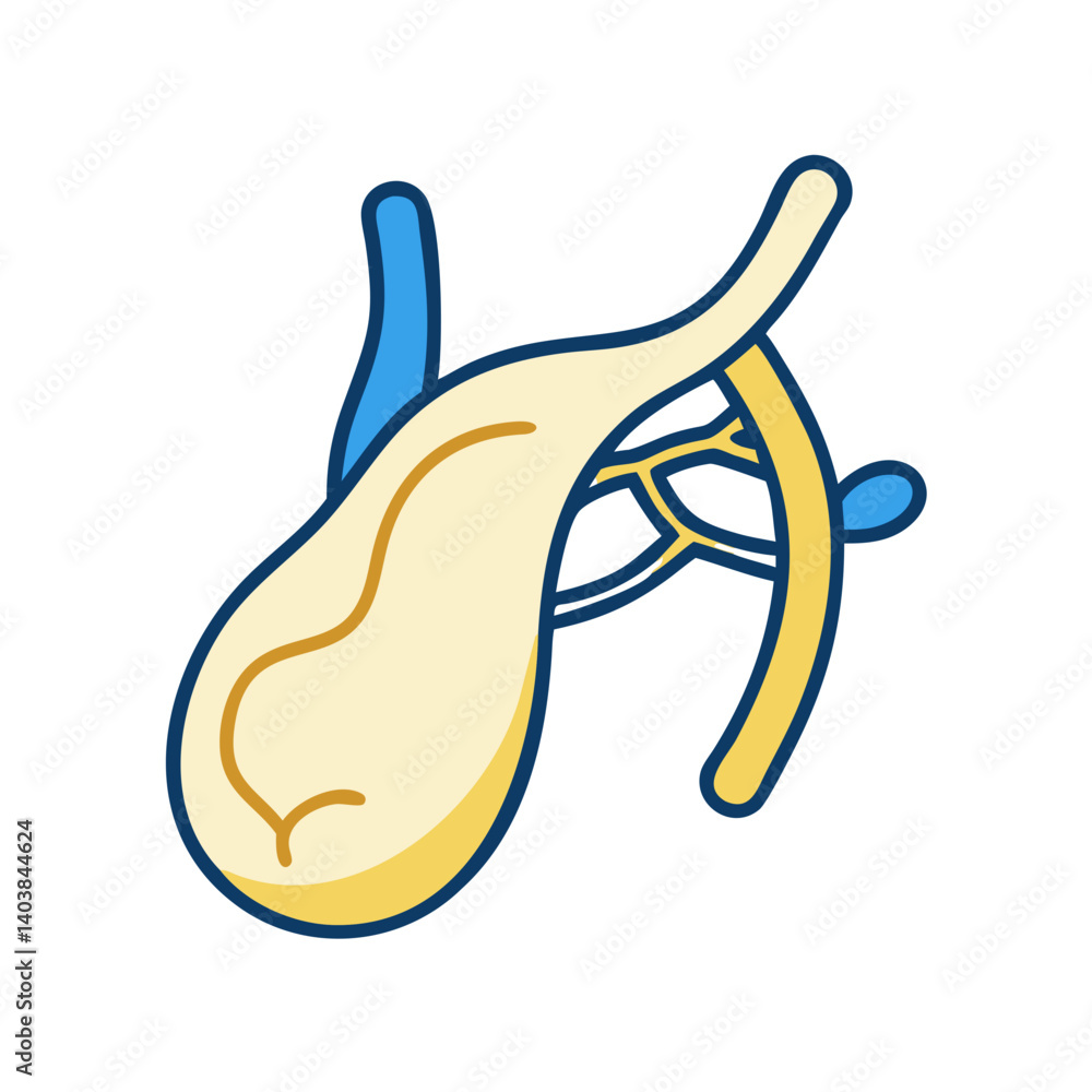 Gallbladder with bile ducts icon in flat anatomical style Gallbladder with bile ducts icon in flat anatomical style
