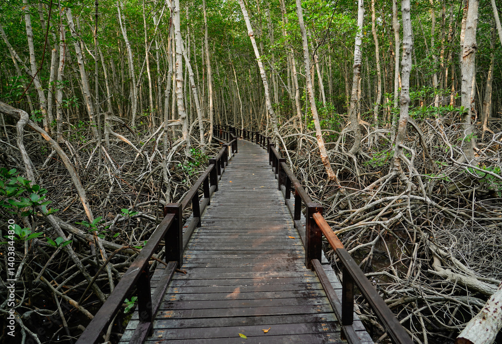 Obraz premium Wooden footbridge in nature mangrove forest for trail route. Walking bridge, a suspension bridge across jungle, path way at the PranBuri Forest Park,Prachuap Khiri Khan, Thailand.