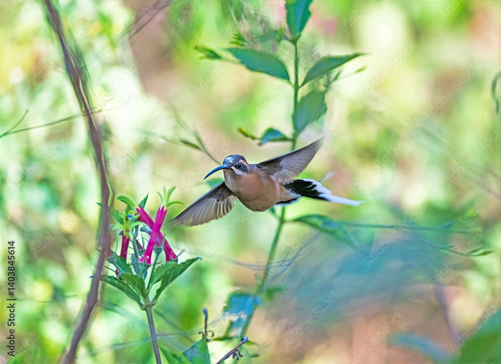 A Planalto Hermit Hummingbird Flying in to Feed