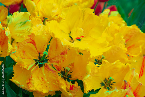 Wallpaper Mural Cultivars of yellow tulips in bloom. Torontodigital.ca