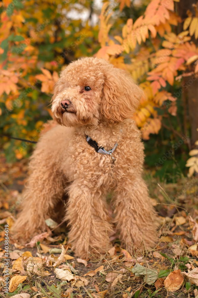 Light brown miniature poodle puppy in grass in autumn. Cute dog and good friend. Free space for copying text. vertical. Light brown miniature poodle puppy in grass in autumn. Cute dog and good friend. Free space for copying text. vertical.